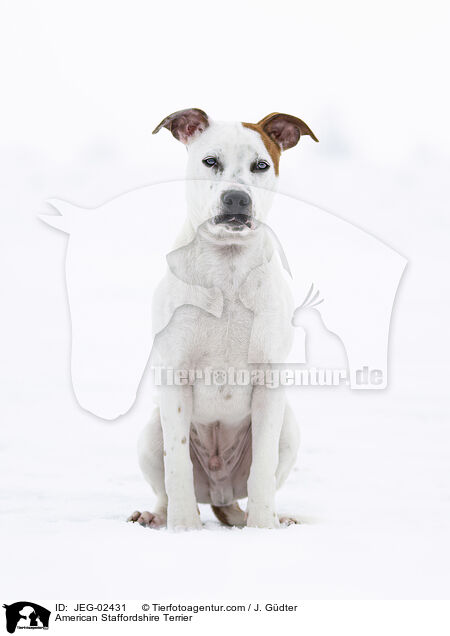 American Staffordshire Terrier / American Staffordshire Terrier / JEG-02431
