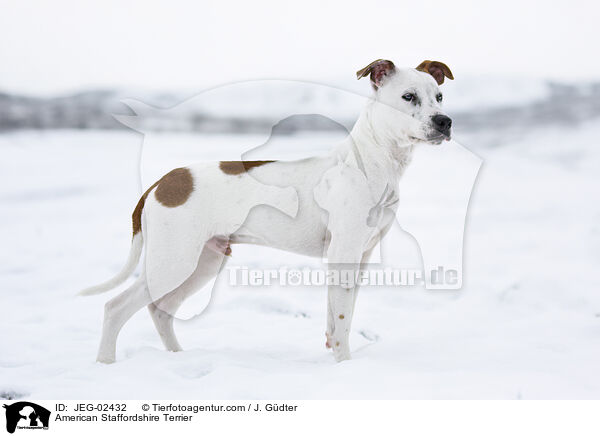 American Staffordshire Terrier / American Staffordshire Terrier / JEG-02432