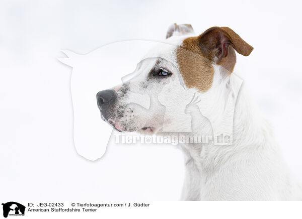 American Staffordshire Terrier / American Staffordshire Terrier / JEG-02433