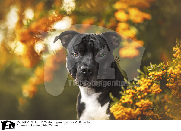 American Staffordshire Terrier / KR-01248