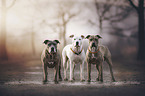 3 American Staffordshire Terrier