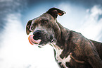 portrait american staffordshire terrier