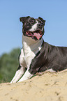American Staffordshire Terrier at the sand