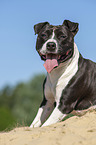 American Staffordshire Terrier at the sand