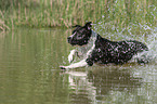 running American Staffordshire Terrier