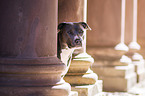 American Staffordshire Terrier portrait