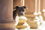 American Staffordshire Terrier portrait