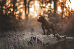 standing American Staffordshire Terrier