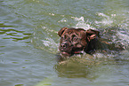 swimming American Staffordshire Terrier