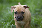 American Staffordshire Terrier puppy