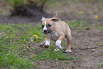 American Staffordshire Terrier puppy