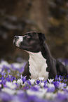 American Staffordshire Terrier in spring