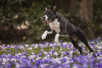 American Staffordshire Terrier in spring