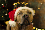 American Staffordshire Terrier at christmas