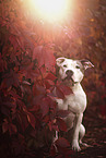 adult American Staffordshire Terrier