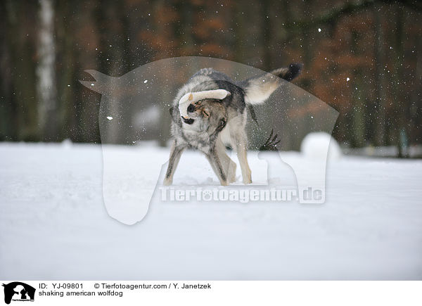 shaking american wolfdog / YJ-09801