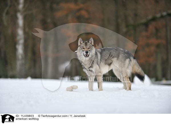 american wolfdog / YJ-09803
