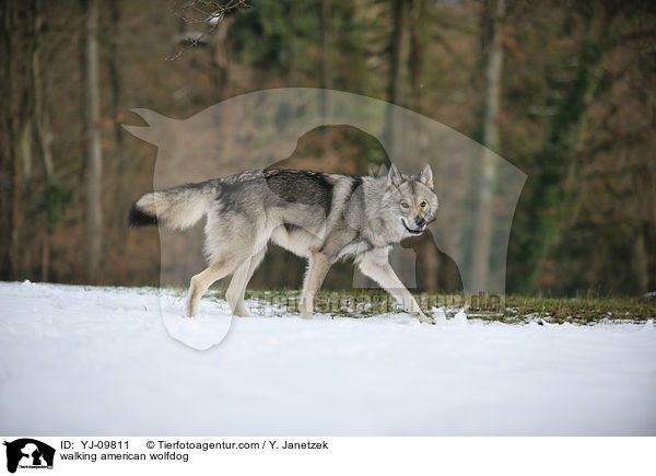 walking american wolfdog / YJ-09811