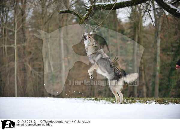 jumping american wolfdog / YJ-09812