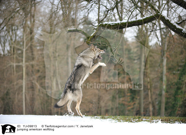 jumping american wolfdog / YJ-09813