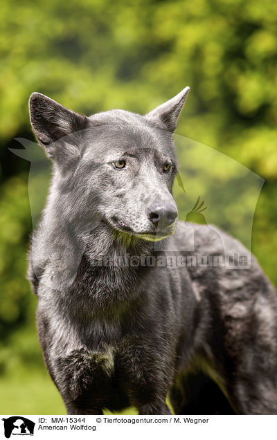 American Wolfdog / MW-15344