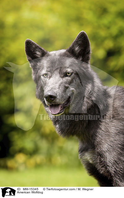 American Wolfdog / MW-15345