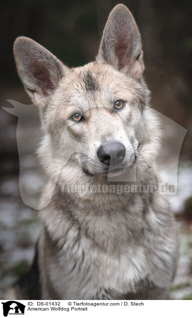 American Wolfdog Portrait / DS-01432