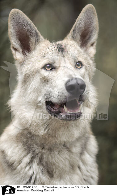 American Wolfdog Portrait / DS-01438