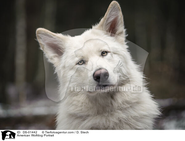 American Wolfdog Portrait / DS-01442