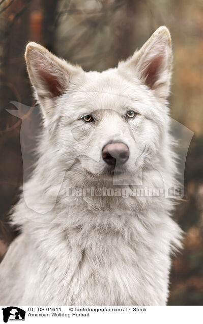 American Wolfdog Portrait / DS-01611