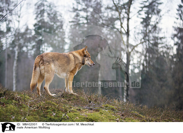 Amerikanischer Wolfshund Rde / male American Wolfdog / MM-02001