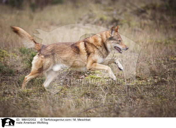 male American Wolfdog / MM-02002