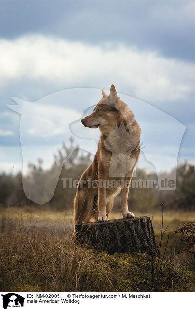 male American Wolfdog / MM-02005