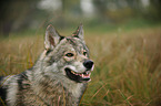 american wolfdog Portrait