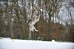 jumping american wolfdog