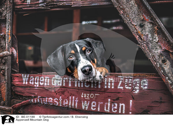Appenzell Mountain Dog / BE-01188