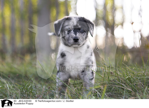 Aussiedor Puppy / JEG-02030
