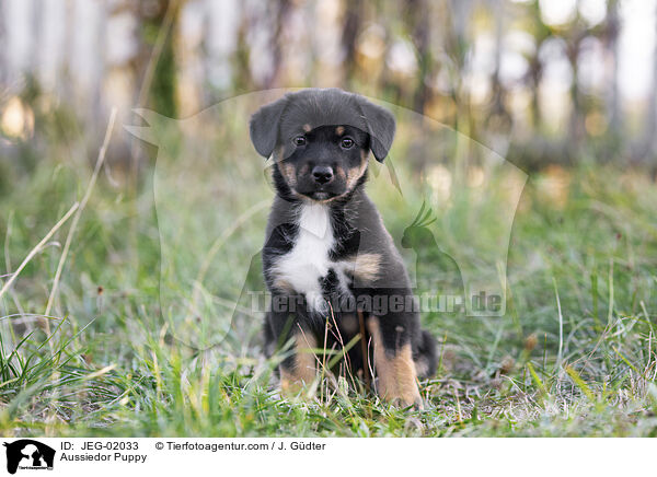 Aussiedor Puppy / JEG-02033