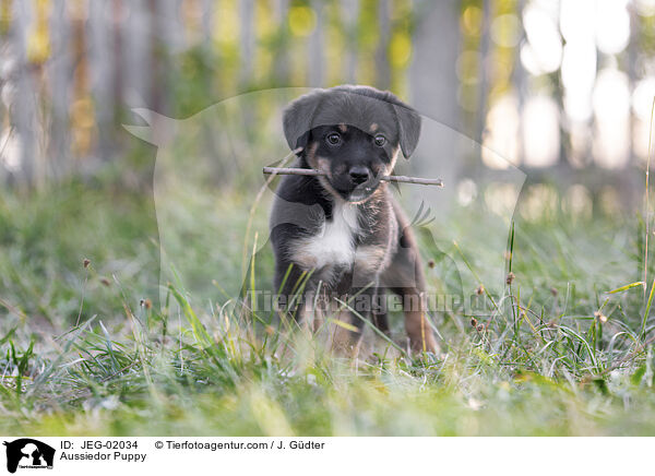 Aussiedor Puppy / JEG-02034