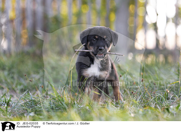 Aussiedor Puppy / JEG-02035
