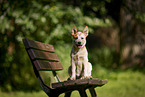 sitting Australian Cattle Dog puppy
