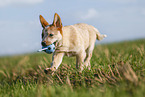 running Australian Cattle Dog puppy
