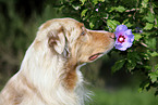 Dogs in Flowers