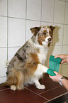 Australian Shepherd with bandage