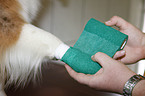 Australian Shepherd with bandage