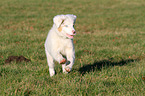 running Australian Shepherd Puppy