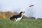 Australian Shepherd plays frisbee