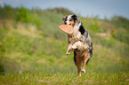 Australian Shepherd jumps to Frisbee