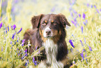 Australian Shepherd on flower meadow