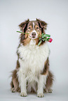 Australian Shepherd with rose in the mouth